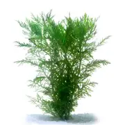 Pisces Wisteria Live Plant