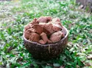 Coconut Husk Fiber Coir Chips Organic Plant Media anthurium Orchid free shipping