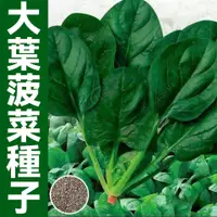 在飛比找蝦皮購物優惠-大葉菠菜種子 小葉菠菜種子 菠菜種子 陽臺種籽耐熱菜種 盆栽