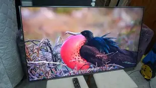 Panasonic 國際牌 55吋 4K 智慧聯網 液晶電視 TH-55FX700W