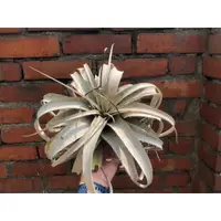 在飛比找蝦皮購物優惠-空氣鳳梨 霸王/法官頭 Tillandsia xerogra