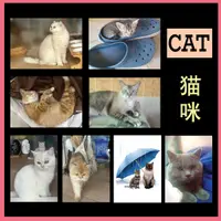 在飛比找蝦皮購物優惠-明信片 Real Cat MEOW Collection -