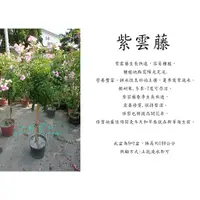 在飛比找蝦皮購物優惠-心栽花坊-紫雲藤棒棒糖/紫雲藤/8吋盆/造型樹/綠籬植物/觀