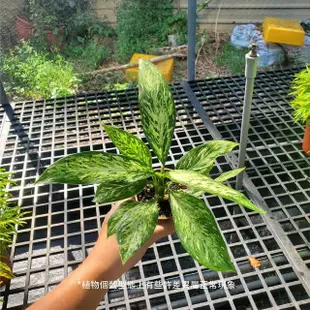 【Gardeners】寶玉粗肋草 3吋盆 -1入(室內植物/綠化植物/觀葉植物)