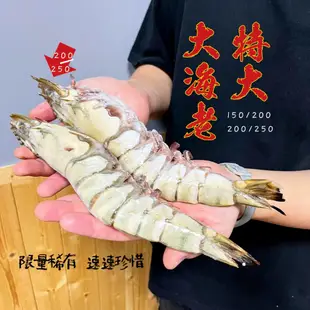 【盅龐水產】海草蝦200/250(2入) - 重量420g±5%/包(2入)(包冰10%)