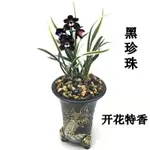 特漂亮金邊蘭花種子 建蘭種子  黑珍珠 冠藝 蘭花種子室內陽臺花卉種子綠植