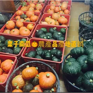 ❤️栗子南瓜🎃東昇南瓜🎃年底預購