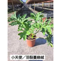 在飛比找蝦皮購物優惠-Sc6吋小天使蔓綠絨一棵200