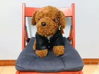 在飛比找Yahoo!奇摩拍賣優惠-高仿真 西裝泰迪狗 紅貴賓 娃娃 (高35cm)