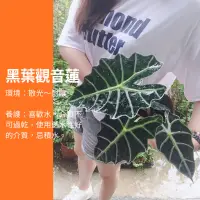 在飛比找蝦皮購物優惠-5吋 大葉 大仙女觀音蓮 黑葉觀音蓮 仙女 觀音蓮 觀葉植物