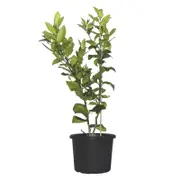 270mm Citrus Lemonicious - Citrus meyer Dwarf Lemonicious Dwarf Patio Lemon