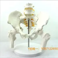 在飛比找Yahoo!奇摩拍賣優惠-模型ENOVO頤諾學人體成人骨盆腰椎股骨頭模型 1:1骨骼模