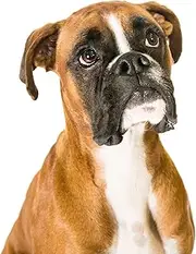 ONEAM ART DIY 5D Diamond Painting by Number Kits Boxer Dog Round Full Drill Embroidery Cross Stitch Arts Craft Canvas Supply for Home Wall Decor (11.8x15.7 inch = 30cmx40cm)