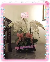 在飛比找Yahoo!奇摩拍賣優惠-台北【兩情相悅花坊】8株白花黃心蘭花開幕盆栽  喬遷榮升盆栽