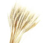100 Stems Dried Wheat Stalks 100% Natural Wheat Decor For Home Christmas Wedding White Yellow