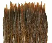 10 Pcs GOLDEN PHEASANT Natural Feather 20-30" Craft/Pad/Halloween/Mardi Gras