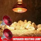 INFRA RED HEAT BULB LAMP Poultry Chick Brooder Lambs Livestock AU 2024
