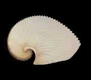 Sea shells Argonauta argo 180mm. Aquarium Decoration Products