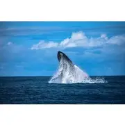 Save 20.00%! Experience Private Whale Watching Tour in Uvita