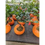 李家果苗 柑橘造型 造型圓葉竹柏 景觀樹 單價2000元 特價1800元