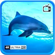 Dolphin Serenity - Ocean Harmony Ambience Screensavers