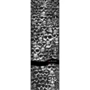 Powell Peralta Skateboard Griptape Color Me Skullz 10.5" x 33" Grip Sheet