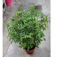 在飛比找蝦皮購物優惠-芳香萬壽菊盆栽 5吋 花藝DIY/盆栽組立/居家美化/綠化/