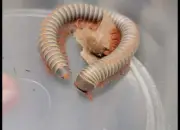 Vietnamese Rainbow Millipede (Atopochetus sp. Vietnam) 1 Ct