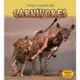 Carnivores/James Benefield 文鶴書店 Crane Publishing