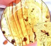 99MYO PERFECT DISPLAY MOSQUITO Burmite Amber Fossil Insect Bug DINOSAUR AGE