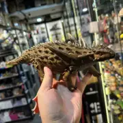 Sauropelta Dinosaur Statue PVC Model Collectible Display IN STOCK