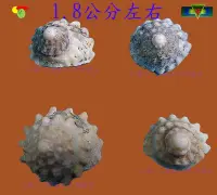 在飛比找Yahoo!奇摩拍賣優惠-寶物石坊】貝殼023~花斑鐘螺~沒有經過加工處理~寄居蟹替換