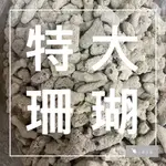 小郭水族-底砂【特大珊瑚砂15-50MM 1KG】珊瑚骨 坦魚 海水魚 孔雀魚 沙子 砂子 六間 菲律賓砂 海邊砂