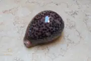 F Cypraea pantherina 86.5 mm F++++ F+++ super natural glossy nice red sea shell