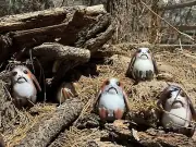 Star Wars Porg Figurine Custom Made Hand Painted One Of A Kind