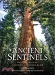 Ancient Sentinels ― The Sequoias of Yosemite National Park