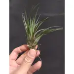 小精靈X琥珀  TILLANDSIA IONANTHA X SCHIEDEANA 空氣鳳梨 空鳳