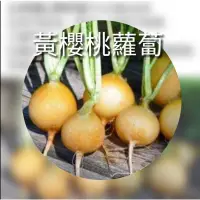 在飛比找蝦皮購物優惠-金黃櫻桃蘿蔔種子200粒$50