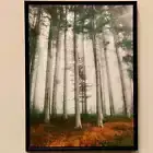 White Birch Canvas Print