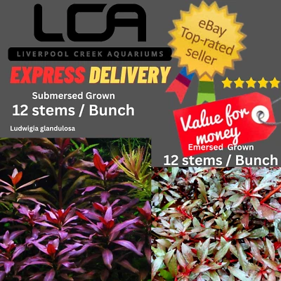 LCA - Ludwigia glandulosa Live Aquarium Plants Fertiliser Pond Shrimp Fish Tank