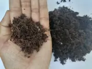 Coconut fiber Coco coir peat organic natural orchids growing composte 100g