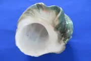 GIANT Nature Turbo marmoratus- Green turban Shell, 223 mm length (8.75inch)-Nice