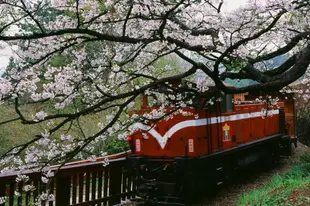 嘉義阿里山 | 阿里山日出 & 小火車 & 奮起湖 悠閒渡假三日遊|嘉義出發