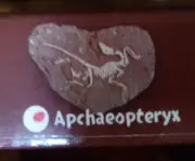 DINOSAUR FOSSIL APCHAEOPTERYX DIG IT OUT EXCAVATION KIT inc DIGGING TOOL BRUSH