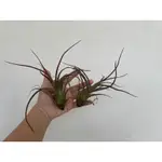 空氣鳳梨 演出時刻(章魚X電捲燙)TILLANDSIA 'SHOWTIME'