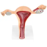 Anatomic Model of Female Reproductive Organ Uterus Vagina Female Womb Model Human Anatomy Model Teaching Tools as shown