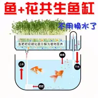 在飛比找蝦皮購物優惠-【低價熱賣】家庭魚菜共生系統 生態草缸烏龜水族箱 小型透明金