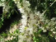 Buy Melaleuca Prickly leaved Tea Tree (Melaleuca styphelioides)