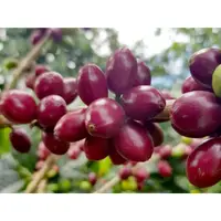 在飛比找蝦皮購物優惠-精選咖啡豆2023 哥斯大黎加 小蜜蜂莊園 紅蜜處理