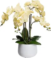 Glamorous Fusion - 63cm Real Touch Artificial Phalenopsis Orchid in Ceramic Pot - Realistic, Lifelike, Decoration for Home, Living Room, Bathroom, Office (Vanilla)